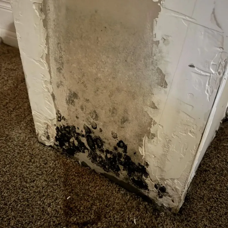 Professional Mold Removal in Cozad, NE